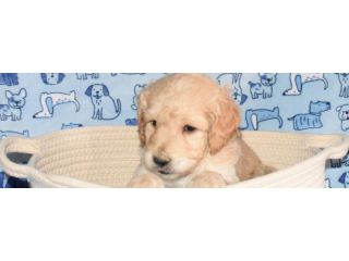 loving-miniature-goldendoodle-puppies-available-small-0