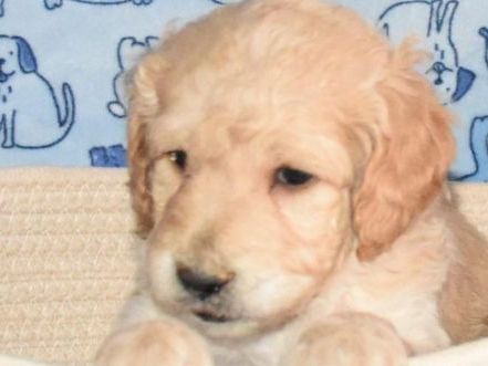 loving-miniature-goldendoodle-puppies-available