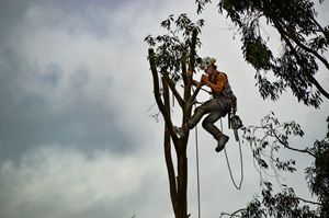 residential-tree-removal-stockbridge-ga-big-0