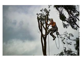 residential-tree-removal-stockbridge-ga-small-0