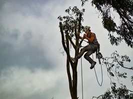 residential-tree-removal-stockbridge-ga