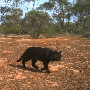 how-does-a-gps-locator-for-cats-help-keep-them-safe-big-0