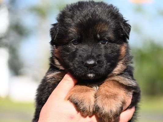 akc-quality-black-and-red-german-shepherd-puppies-for-sale