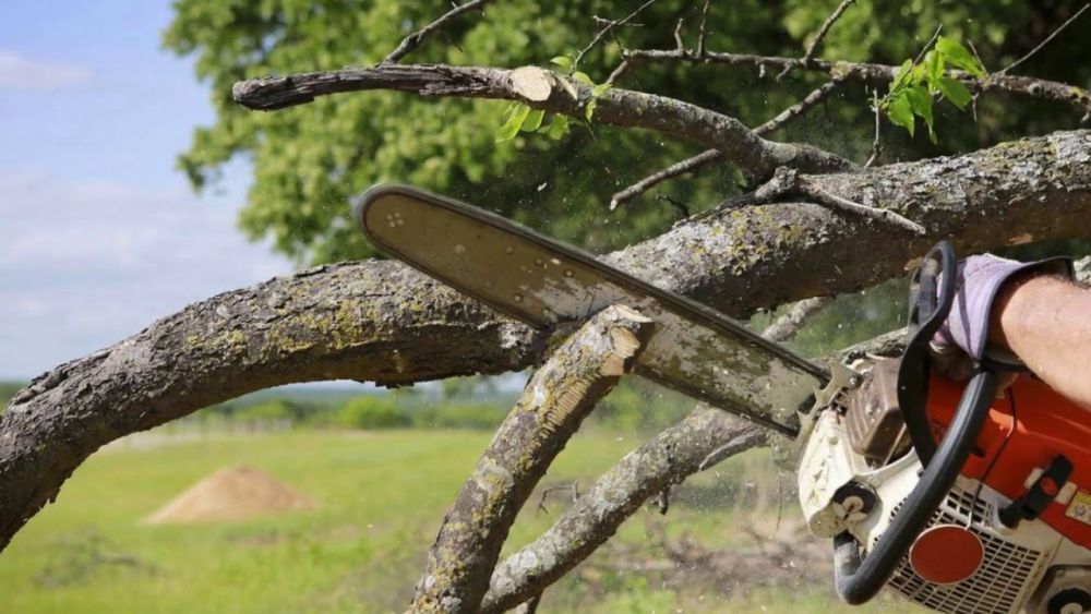 hi-tree-removal-professional-arborist-services-for-keaau-big-0