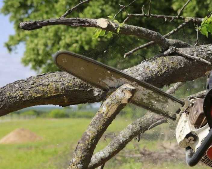 hi-tree-removal-professional-arborist-services-for-keaau