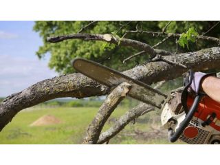 hi-tree-removal-professional-arborist-services-for-keaau-small-0