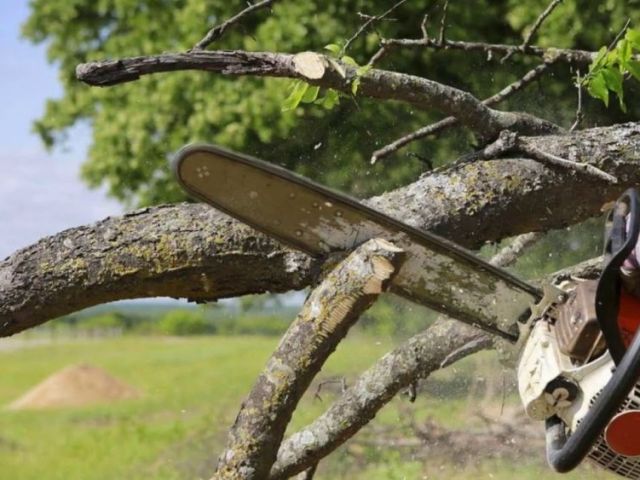 hi-tree-removal-professional-arborist-services-for-keaau