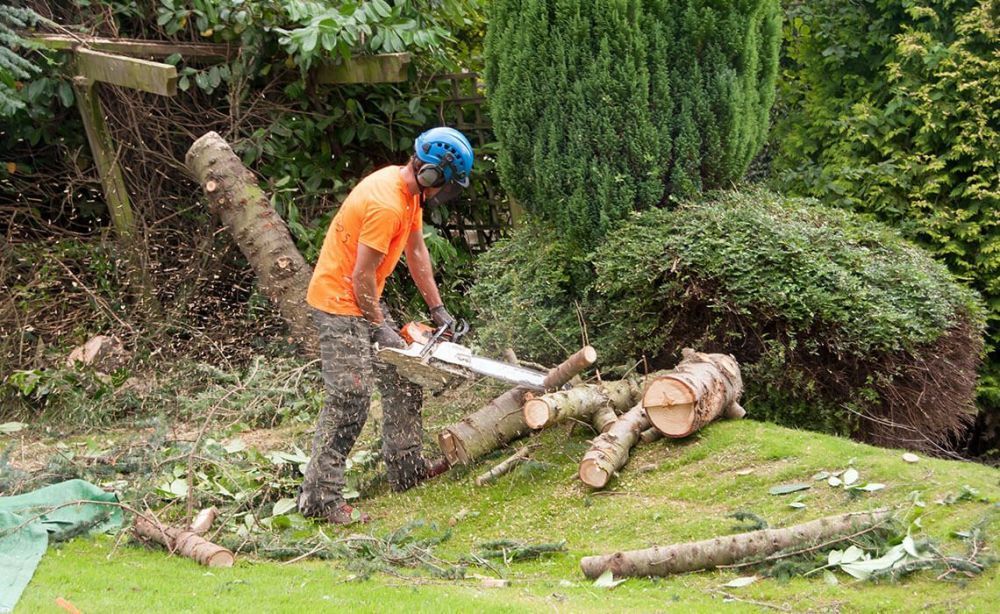 professional-hi-tree-removal-for-pahoa-residential-properties-big-0