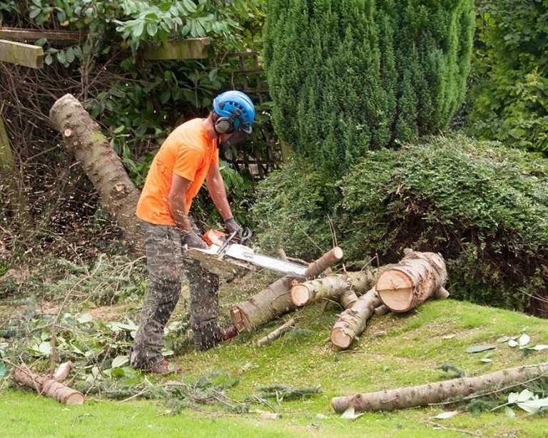 professional-hi-tree-removal-for-pahoa-residential-properties