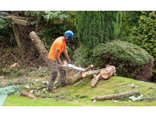 professional-hi-tree-removal-for-pahoa-residential-properties-small-0