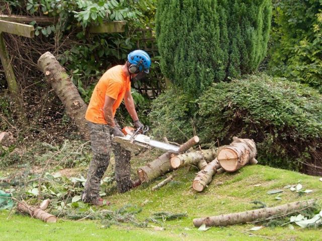professional-hi-tree-removal-for-pahoa-residential-properties