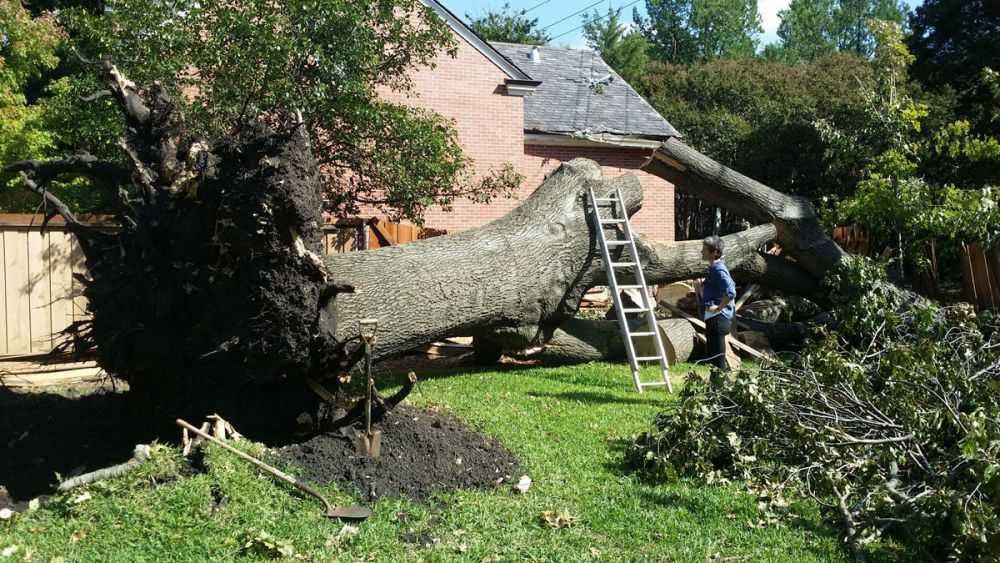 sustainable-tree-removal-experts-for-north-kohala-property-owners-big-0