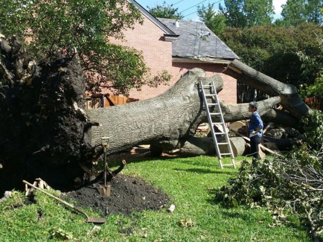 sustainable-tree-removal-experts-for-north-kohala-property-owners