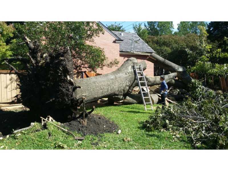 sustainable-tree-removal-experts-for-north-kohala-property-owners-small-0