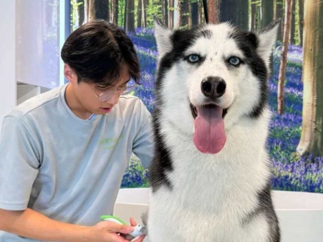 book-top-rated-dog-grooming-packages-in-usa