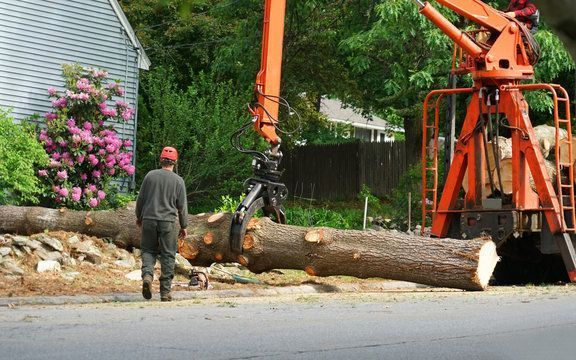 best-tree-removal-for-safety-along-the-hamakua-coast-big-0