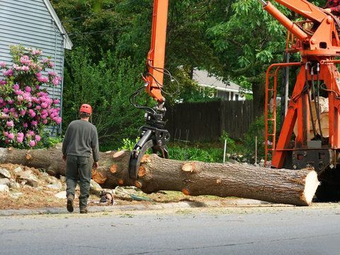 best-tree-removal-for-safety-along-the-hamakua-coast