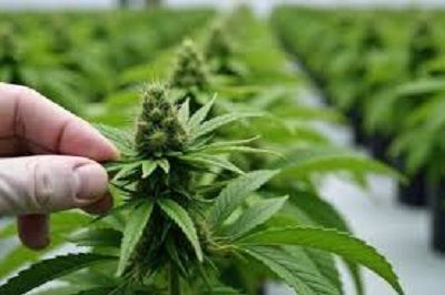 order-clones-online-big-0