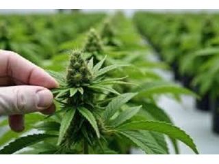 order-clones-online-small-0