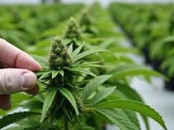 order-clones-online