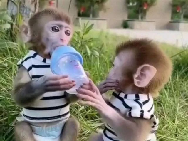available-monkeys-for-sale