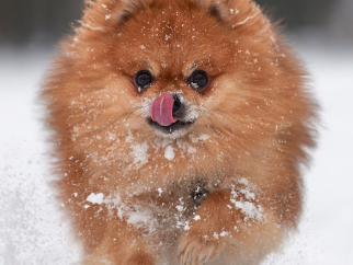 red-sable-pomeranian-puppy-in-georgia-beautiful-pup