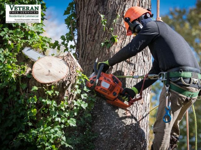 lot-clearing-companies-that-restore-control-overgrown-property