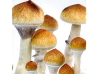 amazonian-mushroom-spores-premium-spore-syringe-small-0