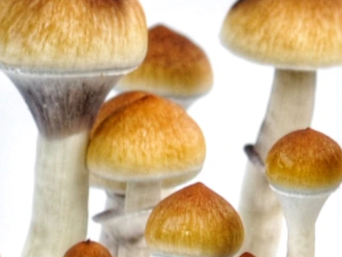 amazonian-mushroom-spores-premium-spore-syringe