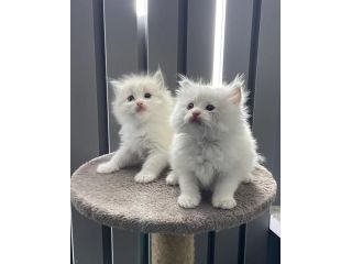 ragdoll-kittens-small-0