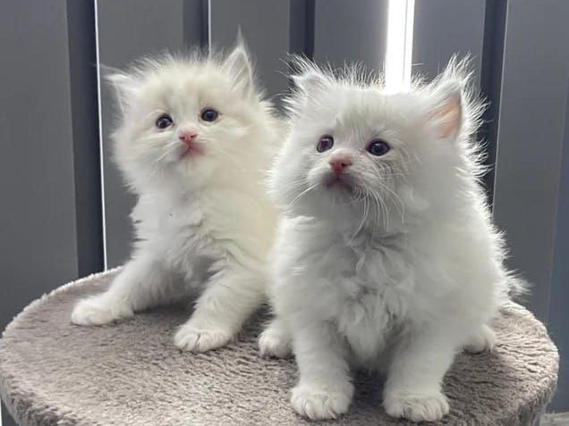 ragdoll-kittens
