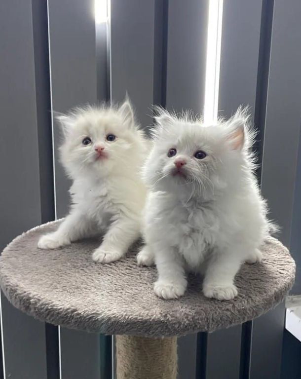 beautiful-ragdoll-kittens-big-0