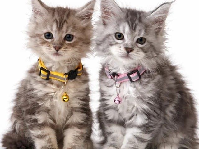 maine-coon-kittens