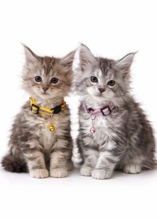 adorable-maine-coon-kittens-big-0