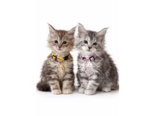 adorable-maine-coon-kittens-small-0