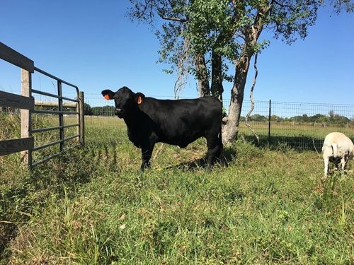 enjoy-premium-grass-fed-beef-straight-from-the-ranch