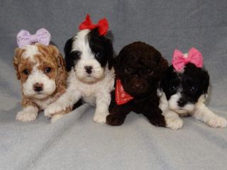 professional-and-reputable-breeders-cockapoos-in-ohio-small-0
