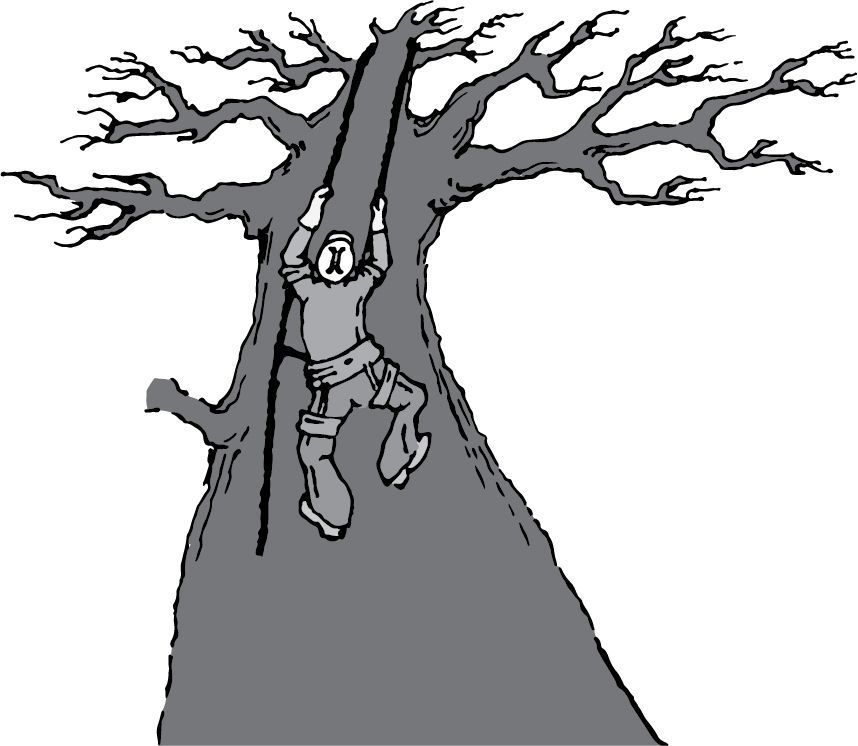 professional-tree-removal-salt-lake-ut-safe-reliable-services-big-0