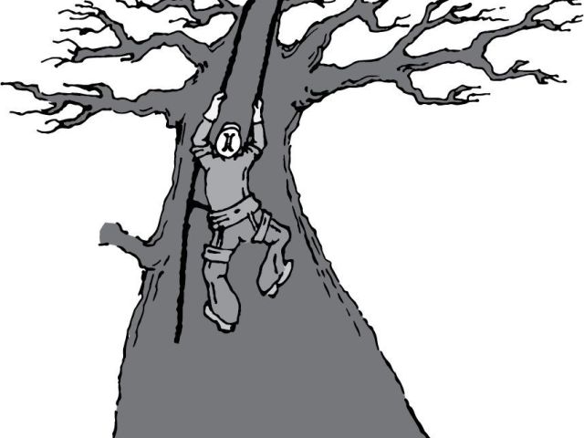 professional-tree-removal-salt-lake-ut-safe-reliable-services