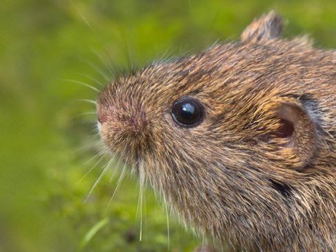 voles-control-in-michigan