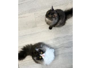 persian-kittens-small-0
