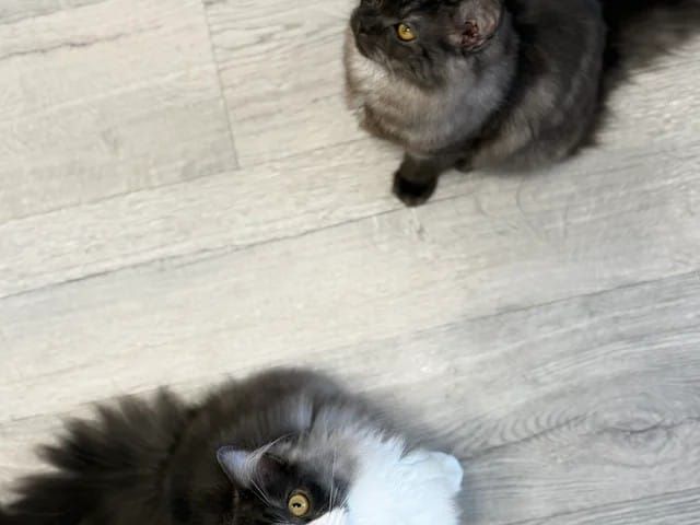 persian-kittens