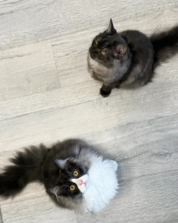 adorable-persian-kittens-big-0
