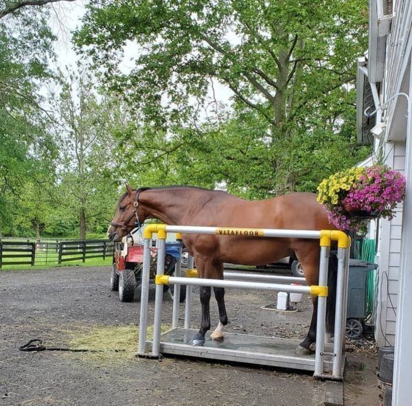 affordable-horse-drying-and-muscle-recovery-solarium-systems-big-0