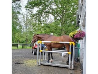 affordable-horse-drying-and-muscle-recovery-solarium-systems-small-0
