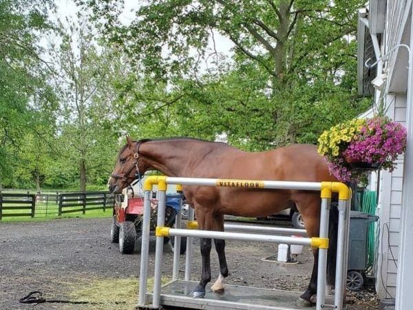 affordable-horse-drying-and-muscle-recovery-solarium-systems