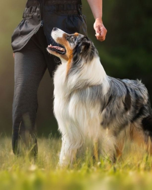 dog-obedience-training-in-wickenburg-big-0