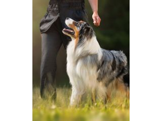 dog-obedience-training-in-wickenburg-small-0