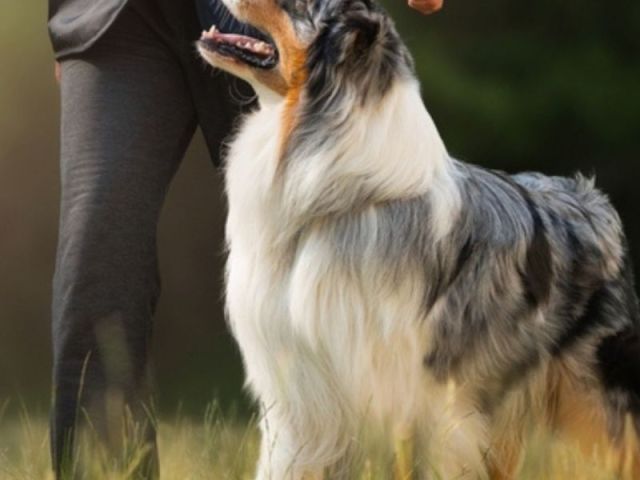 dog-obedience-training-in-wickenburg