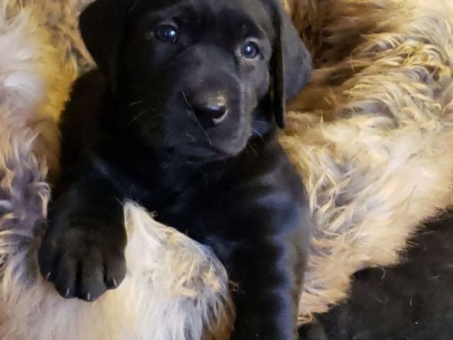 labrador-retriever-puppies-for-sale-in-arizona